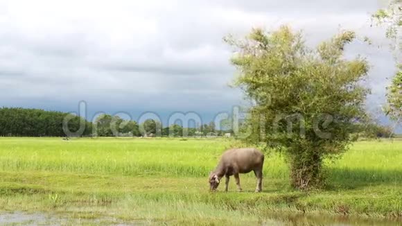 水牛在稻田里吃草视频的预览图
