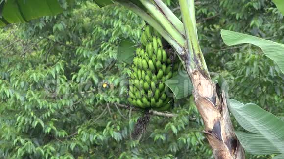 种植园香蕉种植园农场视频的预览图