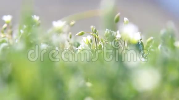 白色野花春天自然背景视频的预览图