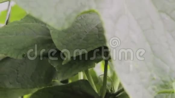在温室里种黄瓜视频的预览图