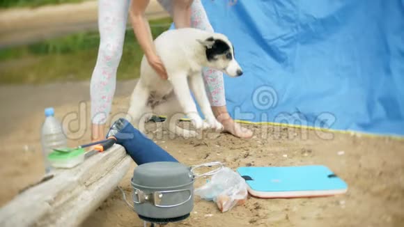 女人在露营时用帐篷做食物狗在旁边散步视频的预览图