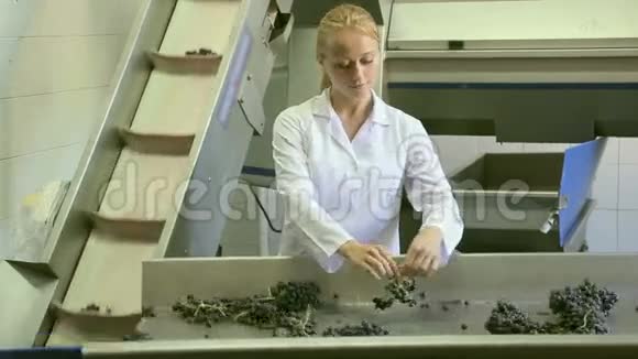 女酿酒工人检查葡萄质量视频的预览图