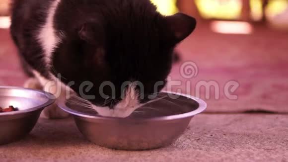 猫在金属碗里喝牛奶视频的预览图