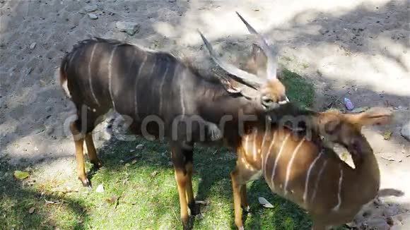 鹿科学名称斑点鹿或斧鹿哈特照顾雌鹿在HD视频的预览图