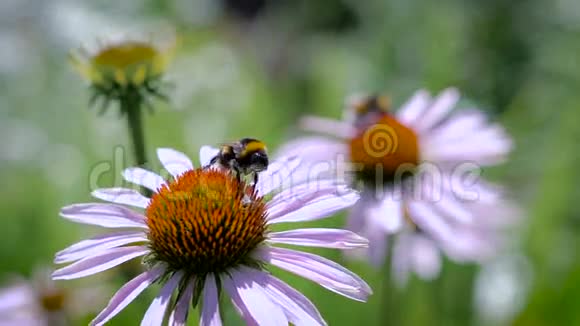 大黄蜂在雏菊上采集花蜜视频的预览图
