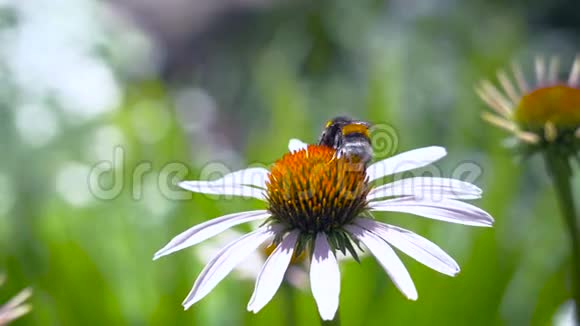 大黄蜂在雏菊上采集花蜜视频的预览图