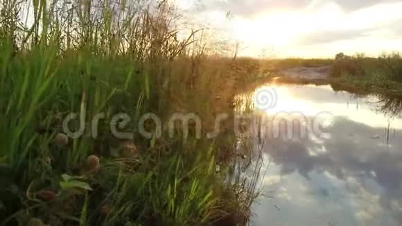 自然湖江草夕阳照这只狗在水中洗澡拍摄了稳定的动作视频视频的预览图