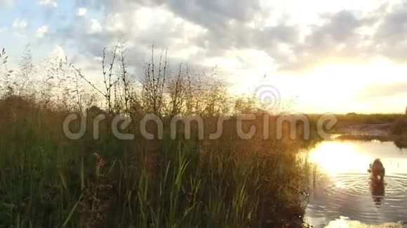 自然湖河和草地在日落阳光下这只狗在水中洗澡拍摄了稳定的动作视频视频的预览图