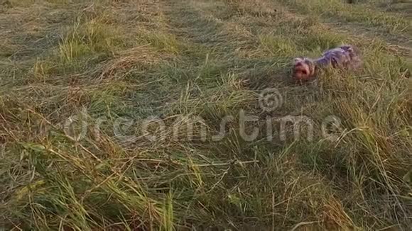 约克郡犬宠物狗沿着草地跑稳定镜头慢动作视频视频的预览图