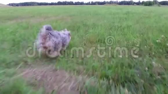 约克郡犬沿着草地奔跑的动作视频稳定镜头视频的预览图