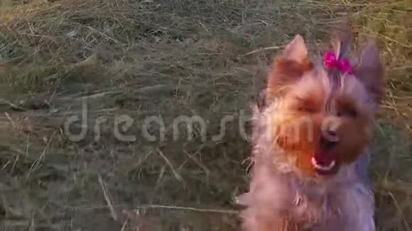 约克郡犬沿着草地奔跑慢动作视频稳定镜头视频的预览图