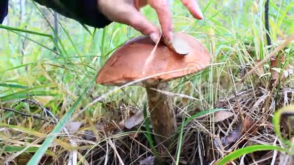蘑菇切除带大帽子的蘑菇橙盖牛肝菌视频的预览图