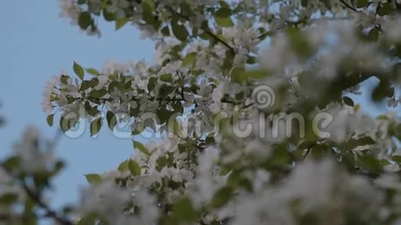 苹果树的枝条在开花春季视频的预览图