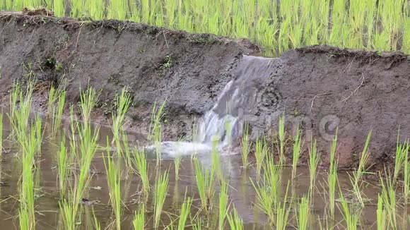 稻田里的稻田和小堰水三拍三响发芽视频的预览图
