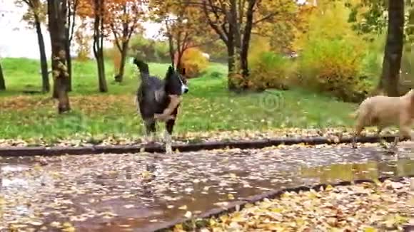 莱卡狗在秋天公园散步视频的预览图