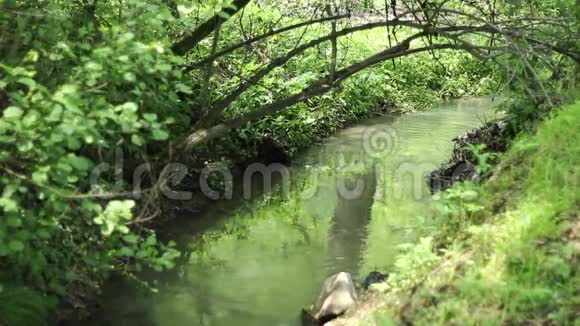 在小河上支起树枝视频的预览图
