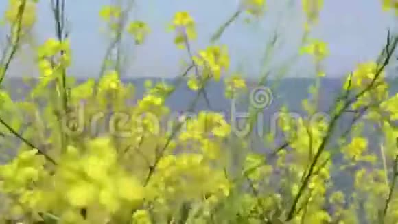 近海的黄色小花视频的预览图