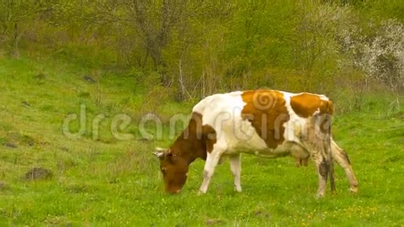 小树林附近的牛春天视频的预览图