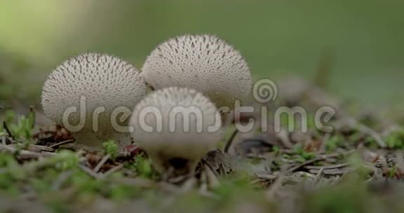 森林中的两个白疣泡芙菇FS700奥德赛7Q4K视频的预览图