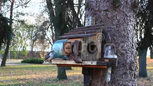 在喂食架上的小屋和小屋寻找鸟籽视频的预览图