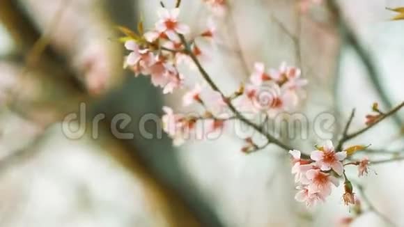 PhuLomLo山上粉红色樱花的年份视频的预览图