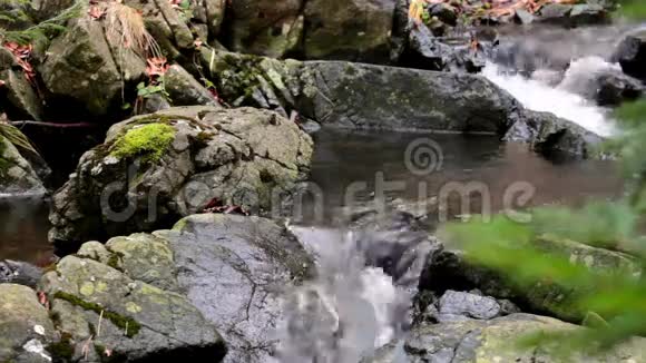森林溪在未触及的自然视频的预览图