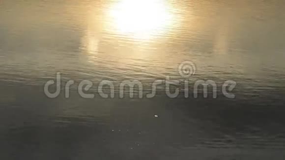 黑鸟的轮廓从左到右在太阳的倒影上游动视频的预览图