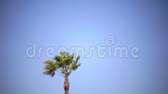 棕榈树在海滩上随风摇摆关门视频的预览图
