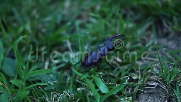 石甲虫在草地上嬉戏视频的预览图