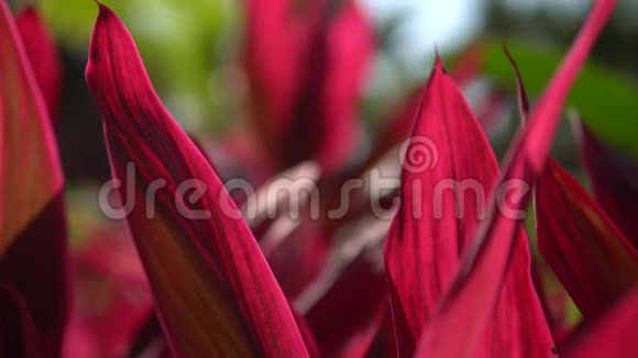 一朵红色美丽的热带花朵的特写宏观射击深度的场墨西哥玛雅里维埃拉的晴天视频的预览图