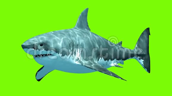 绿色背景下的大白鲨巨龙两个无缝循环的三维动画4K视频的预览图