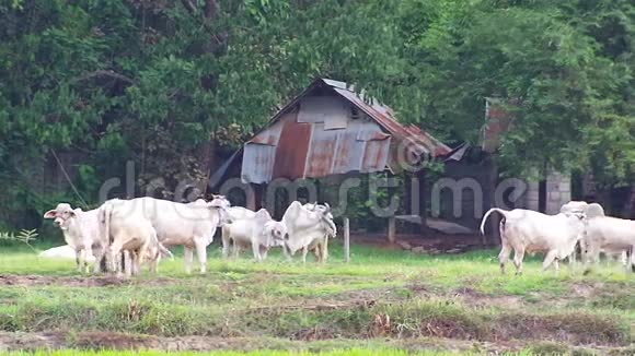 田里的牛在旧农舍前视频的预览图