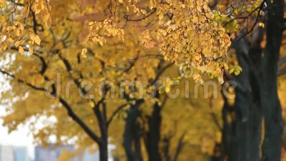 秋天的森林黄色的白杨树叶在夕阳的光线下视频的预览图