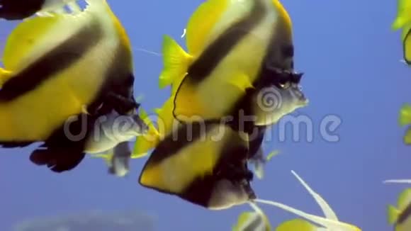 红海海底背景海洋景观蝴蝶鱼学派视频的预览图