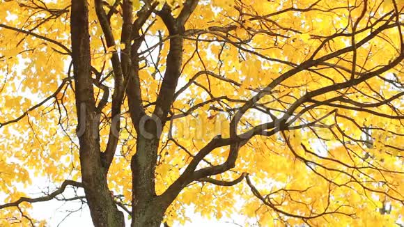 秋天的森林黄色的白杨树叶在夕阳的光线下视频的预览图