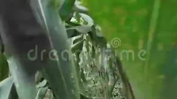 玉米农作物玉米砧木视频的预览图