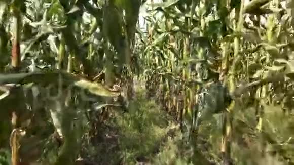 玉米农作物玉米砧木视频的预览图