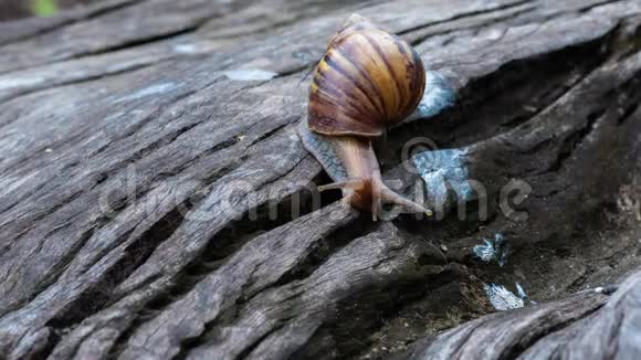 在木材上爬行的大蜗牛视频的预览图