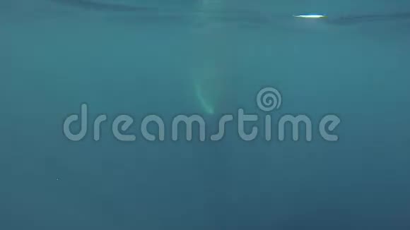 明科鲸在水下游泳视频的预览图
