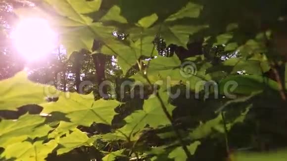 走在傍晚的夏林中穿过灌木丛爬过草地视频的预览图