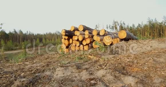 伐木破坏松林视频的预览图