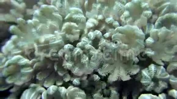 红海海底背景海洋景观中的海葵视频的预览图