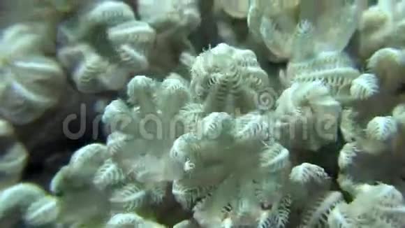 红海海底背景海洋景观中的海葵视频的预览图