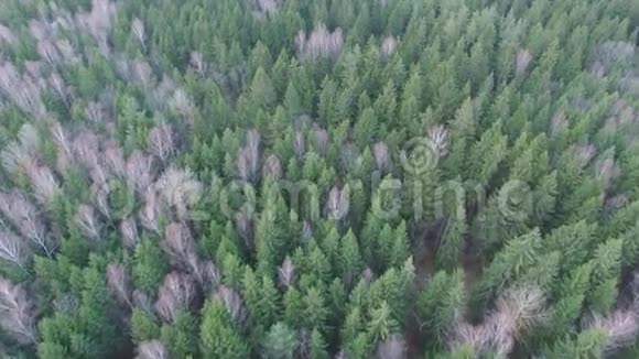 飞过森林上景视频的预览图