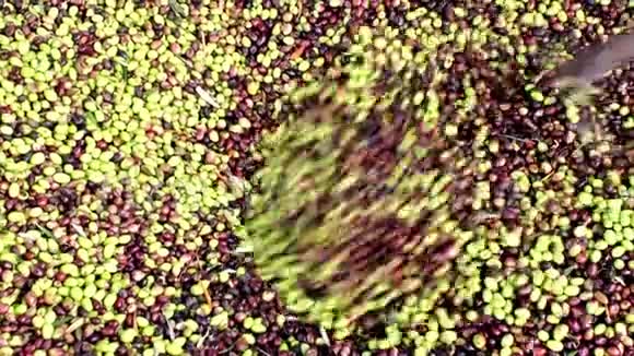 收获的橄榄从卡车卸到橄榄油磨料斗视频的预览图
