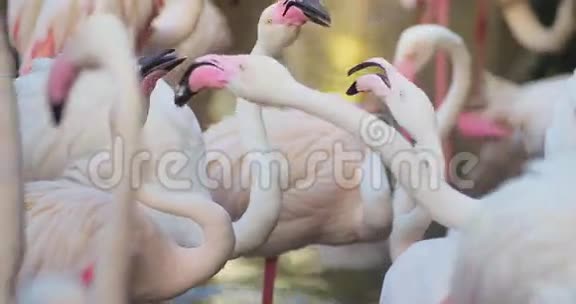 火烈鸟异国鸟类仪式4K视频的预览图