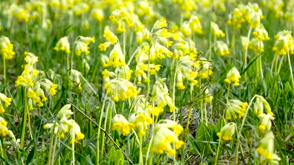 黄色的草甸花在风中摇摆草地上有很多黄色的花视频的预览图
