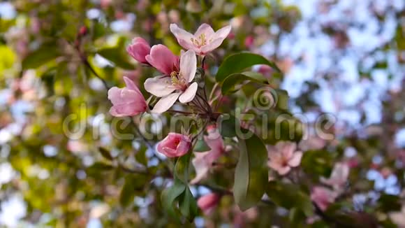 美丽的粉红色苹果树在花园里的风泉上开花静态摄像机视频的预览图