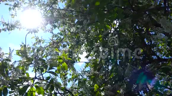 白花绿叶一鸟樱桃鸟樱花丛在风中摇曳视频的预览图