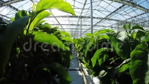 温室内的一排绿色植物视频的预览图